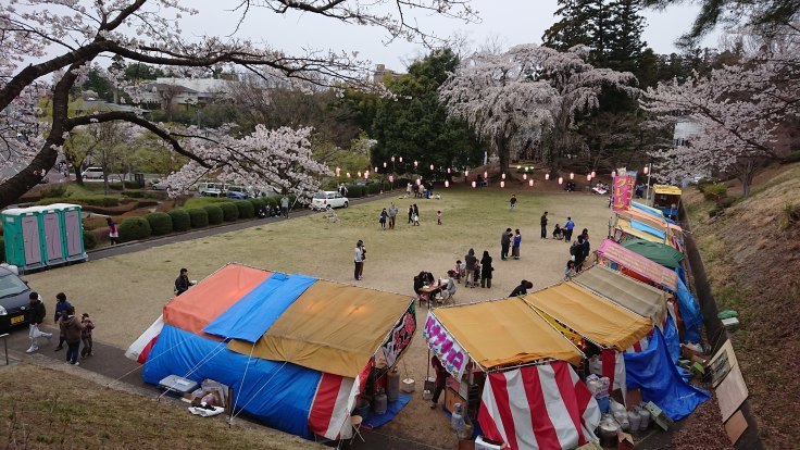 翠ヶ丘公園の桜比較1 福島県須賀川市 963 77 翠ヶ丘公園の桜比較1 福島県須賀川市 963 77