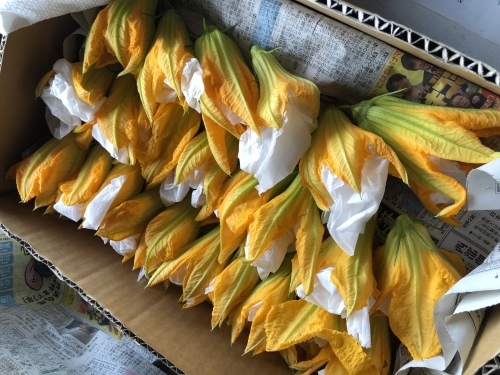 花ズッキーニ入荷_c0330548_15575778.jpeg