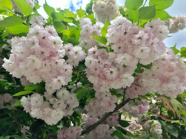 北野をどり最終・螺鈿兎帯・桜の簪・連休の営業。_f0181251_17354832.jpg