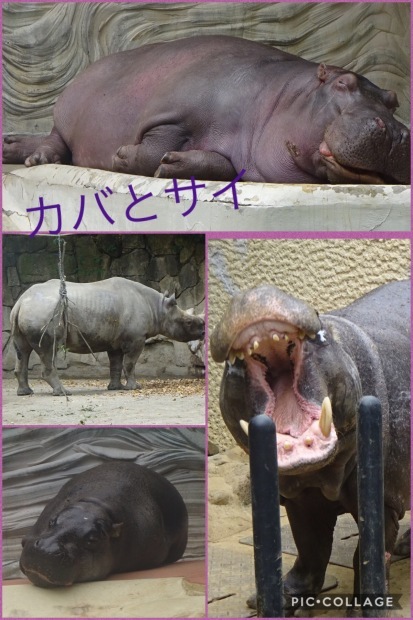 冬眠から覚めて、、、動物園⁉️_f0198556_18595757.jpeg