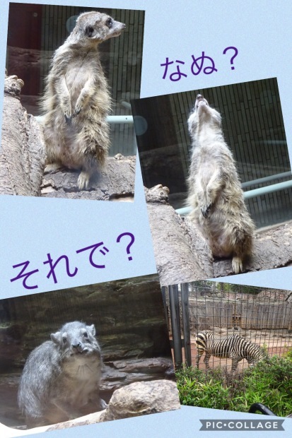 冬眠から覚めて、、、動物園⁉️_f0198556_19002767.jpeg