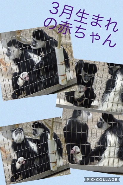 冬眠から覚めて、、、動物園⁉️_f0198556_19010630.jpeg