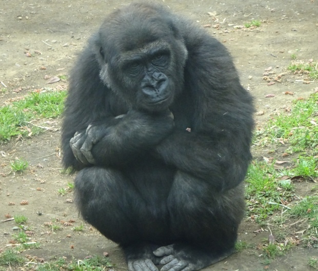 冬眠から覚めて、、、動物園⁉️_f0198556_21251358.jpeg