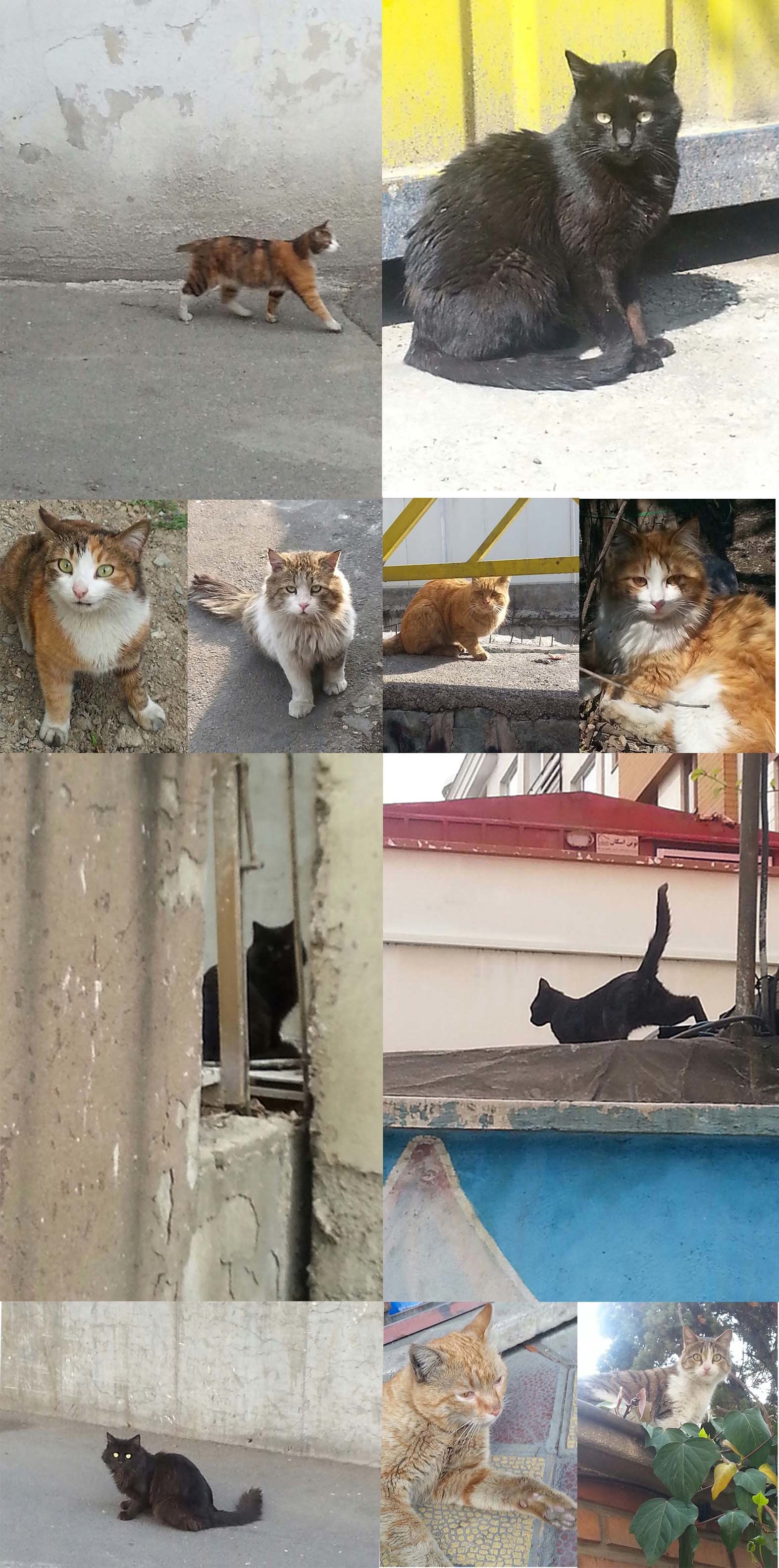 イランの野良猫−１_d0136461_14272629.jpg
