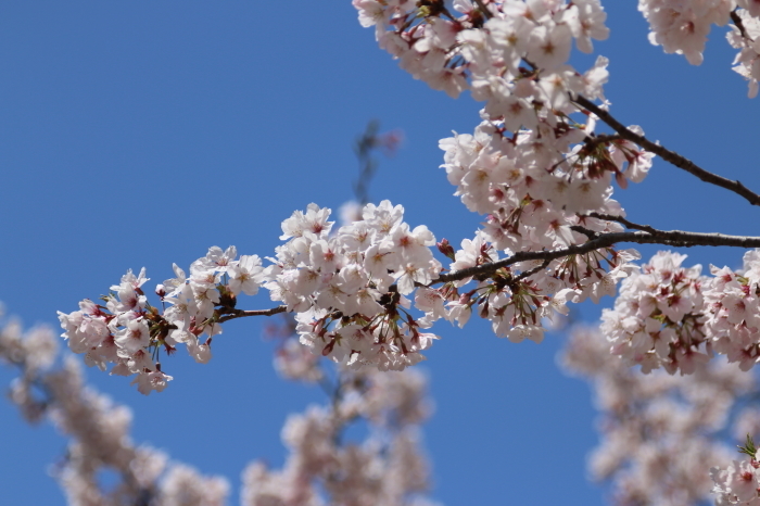 お寺さんの桜☆超満開♪青空とともに。。。再び訪れる　２_d0152261_16545487.jpg