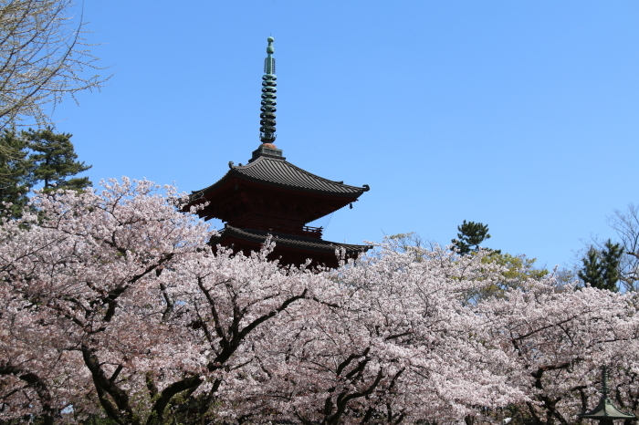 お寺さんの桜☆超満開♪青空とともに。。。再び訪れる　２_d0152261_16555571.jpg
