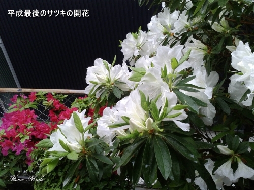 いよいよ羽根アリが飛び始めますよ_c0108065_11362835.jpg