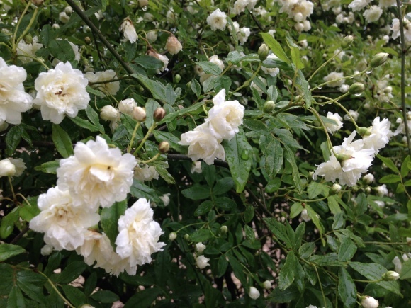花とおしゃべり***_e0290872_17074803.jpg