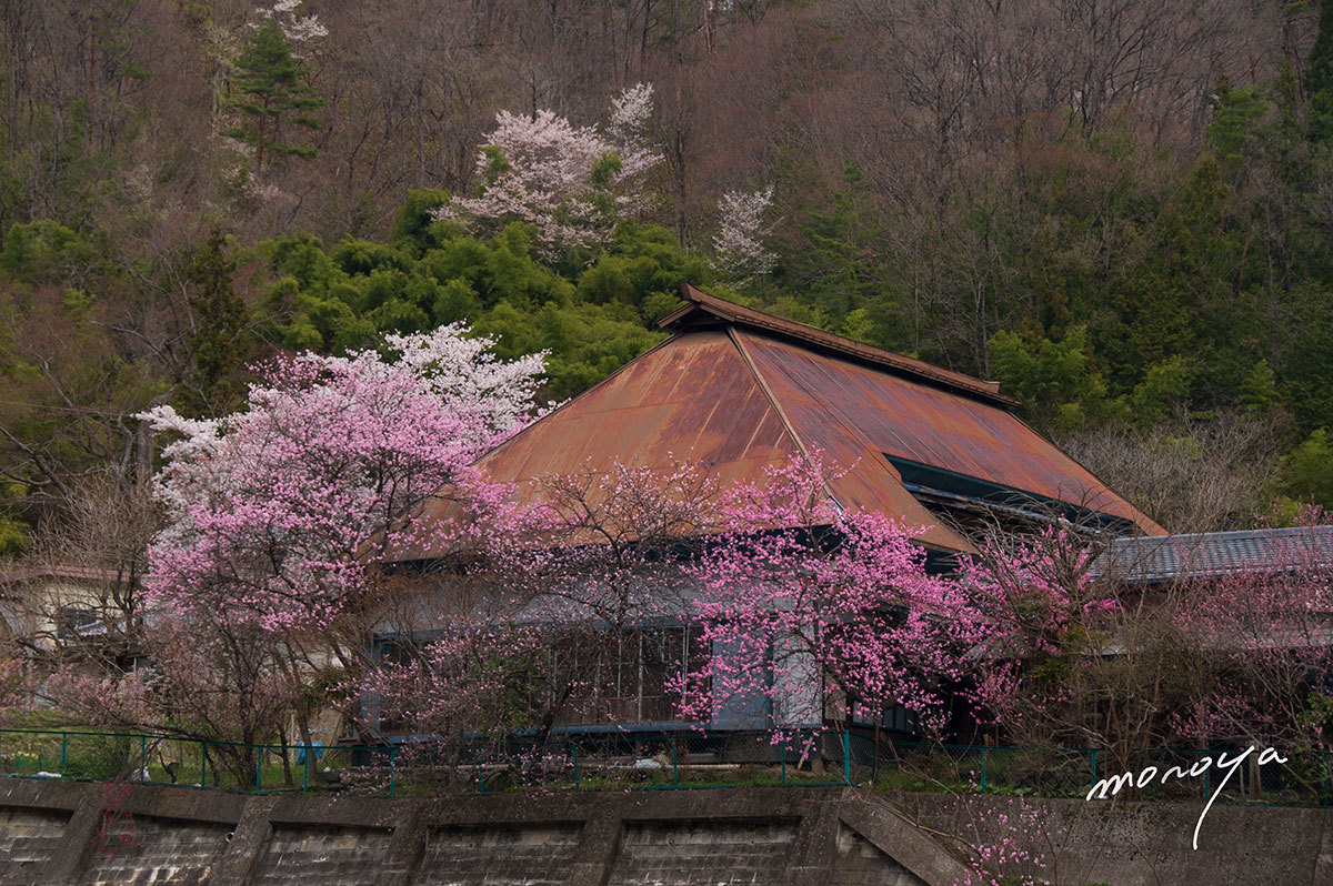 花の囲まれて_c0085877_06142027.jpg