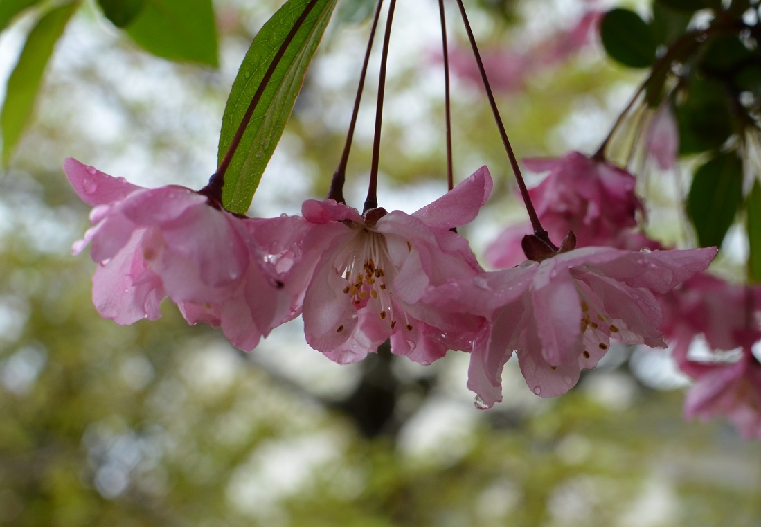 雨模様です_a0250179_10275644.jpg