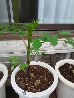 皇帝ダリア 苗購入から3年目 今年も頑張ります 健気に育つ植物たち