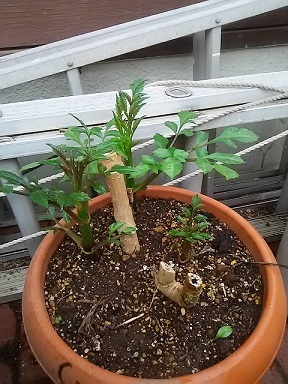 皇帝ダリア 苗購入から3年目 今年も頑張ります 健気に育つ植物たち 皇帝ダリア 苗購入から3年目 今年も頑張ります 健気に育つ植物たち
