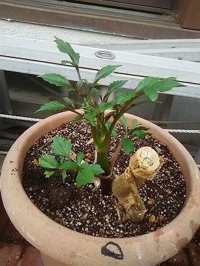 皇帝ダリア 苗購入から3年目 今年も頑張ります 健気に育つ植物たち 皇帝ダリア 苗購入から3年目 今年も頑張ります 健気に育つ植物たち