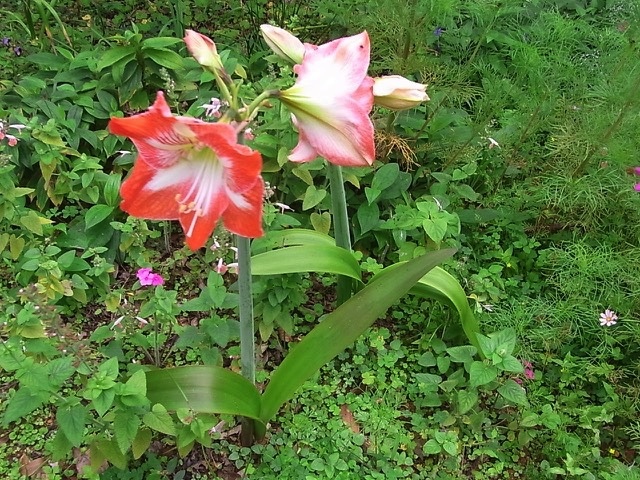 e0158687_08471617.jpg