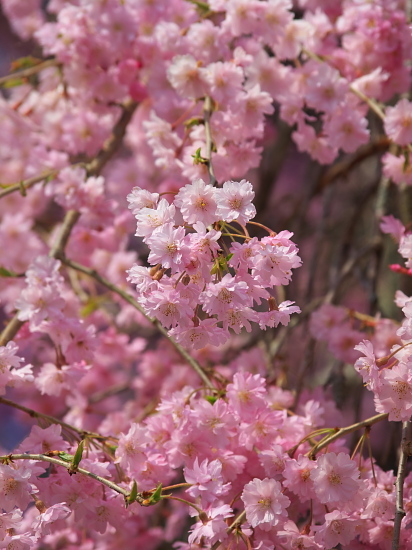 桜めぐり2019～西念寺～(4/21)_d0026589_00070896.jpg