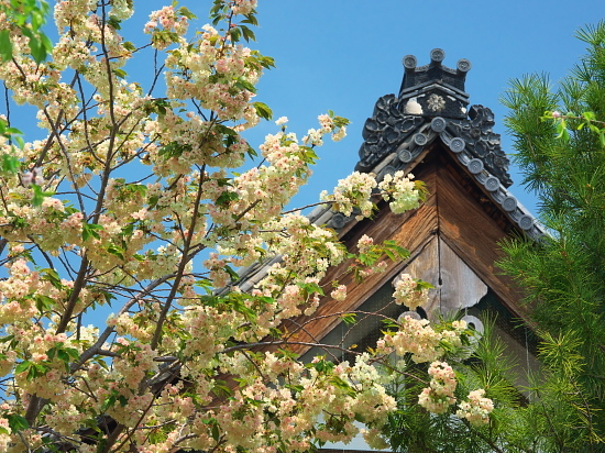 桜めぐり2019～新家長福寺～(4/21)_d0026589_23294208.jpg