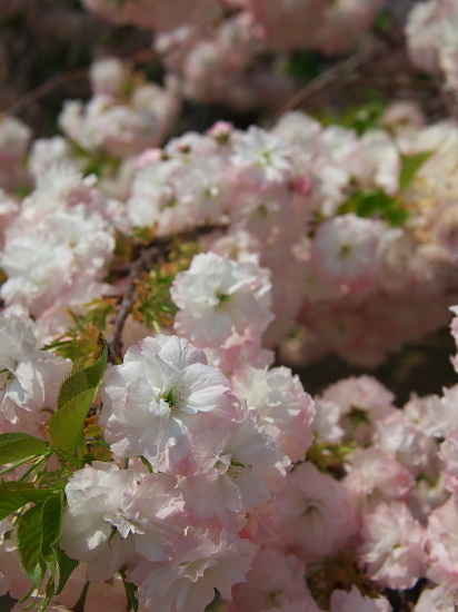 桜めぐり2019～新家長福寺～(4/21)_d0026589_23294211.jpg