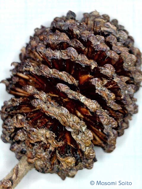 オオバヤシャブシ 大葉夜叉五倍子 草花と自然blog