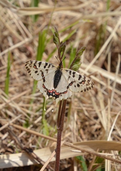 狭山丘陵のホソオチョウ（２０１９年４月下旬）_c0049095_21590318.jpg