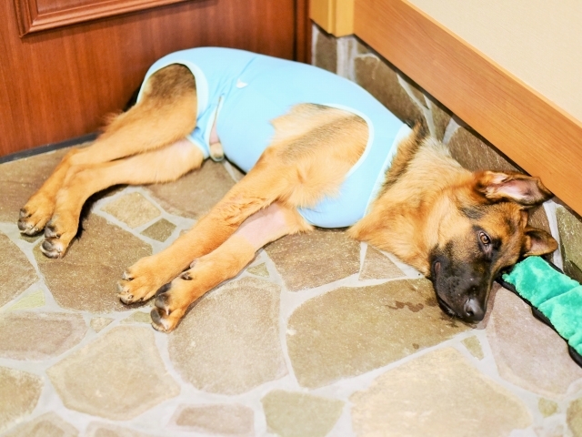 疲れた子犬は良い子犬_d0360206_00433629.jpg