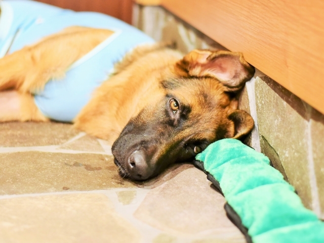 疲れた子犬は良い子犬_d0360206_00433658.jpg