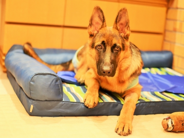 疲れた子犬は良い子犬_d0360206_00433677.jpg