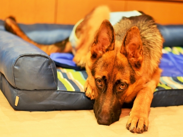 疲れた子犬は良い子犬_d0360206_00433695.jpg