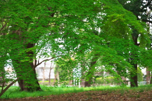 a0263109_12025855.jpg