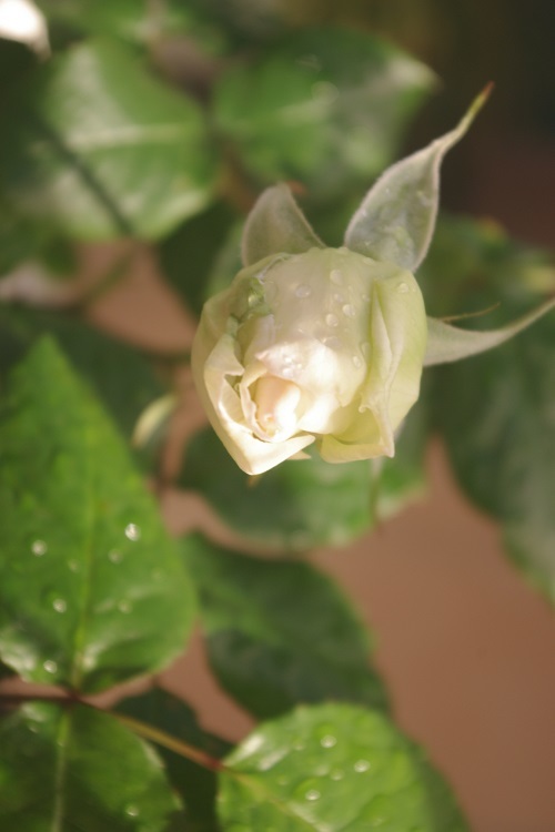 c0147909_17513975.jpg