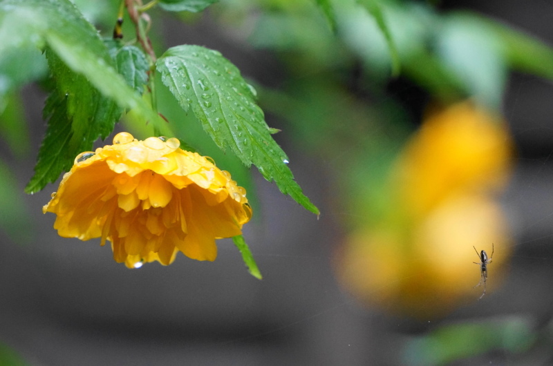 雨の朝（我が家の庭から）_d0359010_19414492.jpg