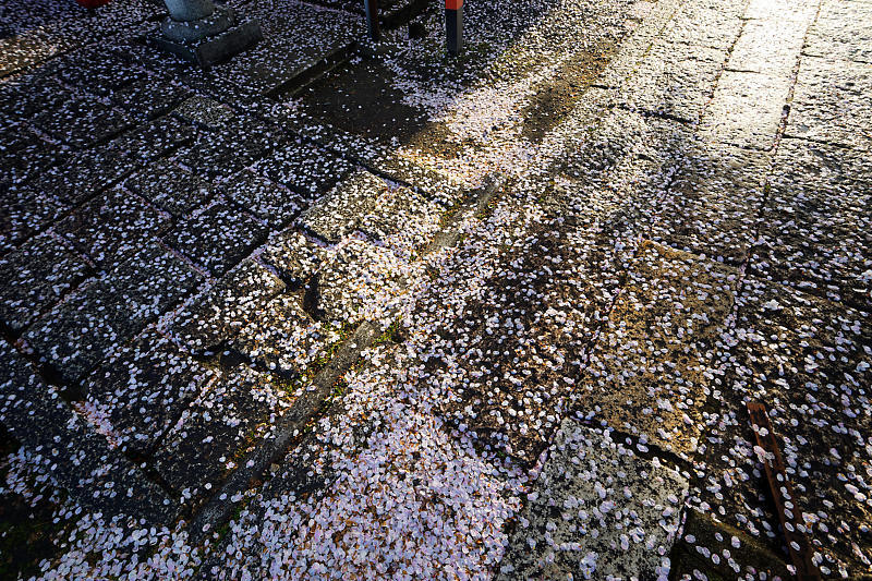 桜巡り2019@六孫王神社 散り景色_f0032011_17025029.jpg