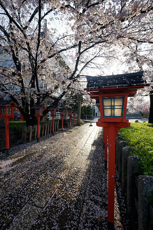 桜巡り2019@六孫王神社 散り景色_f0032011_17025037.jpg