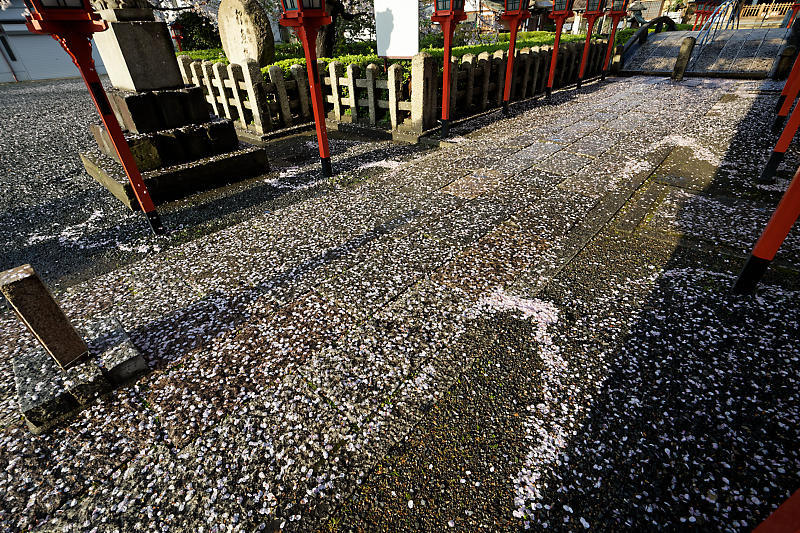 桜巡り2019@六孫王神社 散り景色_f0032011_17025062.jpg