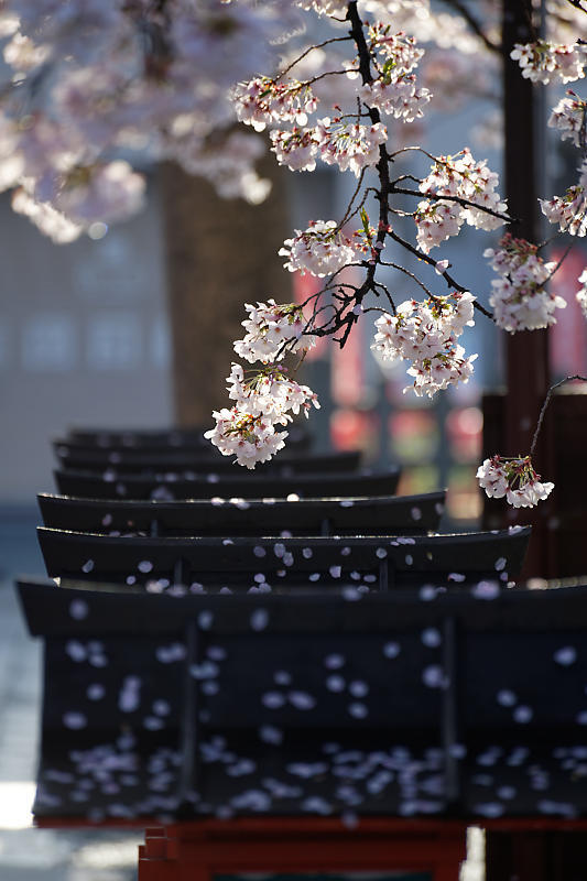 桜巡り2019@六孫王神社 散り景色_f0032011_17025079.jpg