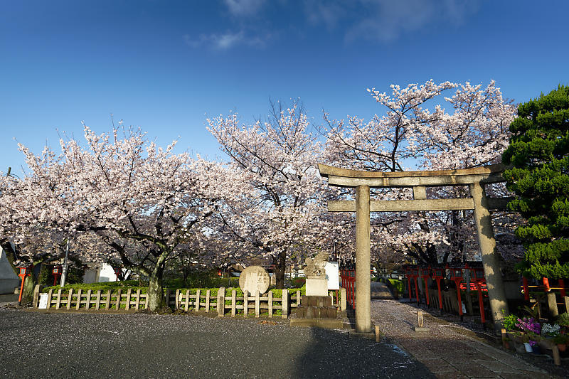 桜巡り2019@六孫王神社 散り景色_f0032011_17025086.jpg