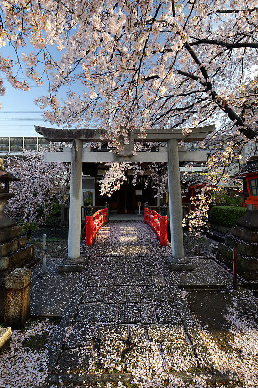 桜巡り2019@六孫王神社 散り景色_f0032011_17042944.jpg