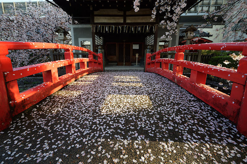 桜巡り2019@六孫王神社 散り景色_f0032011_17042951.jpg
