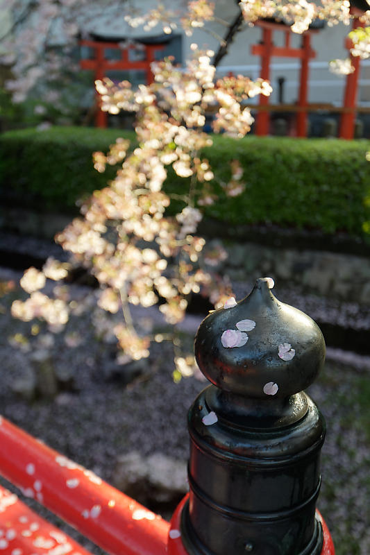 桜巡り2019@六孫王神社 散り景色_f0032011_17043018.jpg
