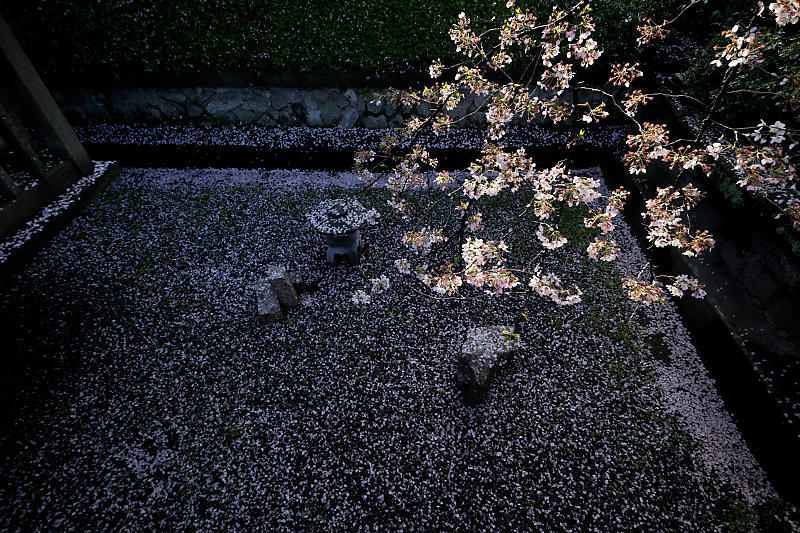 桜巡り2019@六孫王神社 散り景色_f0032011_17043046.jpg