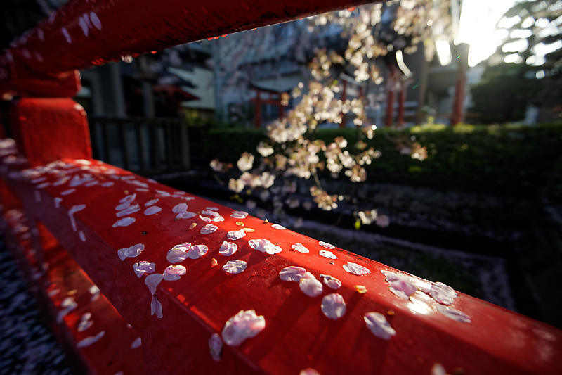 桜巡り2019@六孫王神社 散り景色_f0032011_17043085.jpg