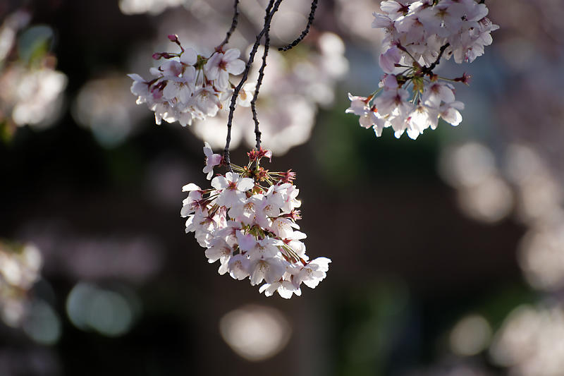 桜巡り2019@六孫王神社 散り景色_f0032011_17043174.jpg