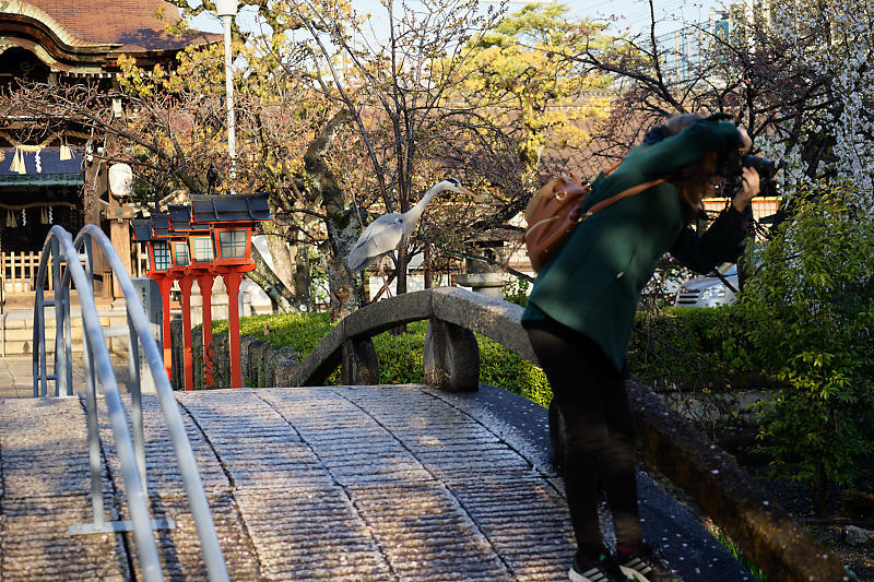 桜巡り2019@六孫王神社 散り景色_f0032011_17054882.jpg