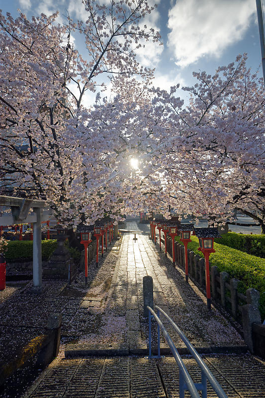 桜巡り2019@六孫王神社 散り景色_f0032011_17060065.jpg