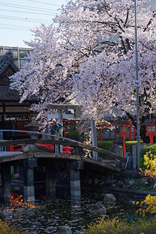 桜巡り2019@六孫王神社 散り景色_f0032011_17072899.jpg