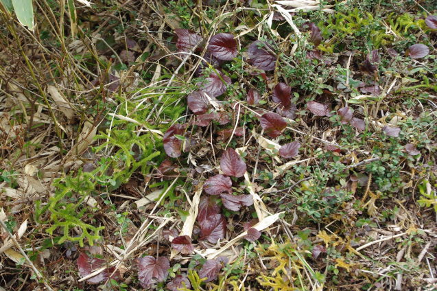 d0341514_23312280.jpg