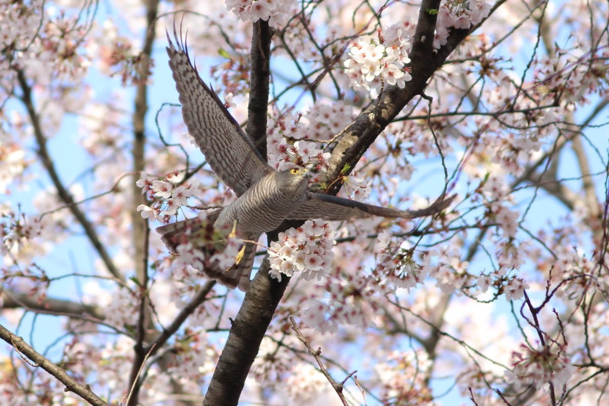 ツミ　桜の中の飛出し　_f0369315_17340350.jpg