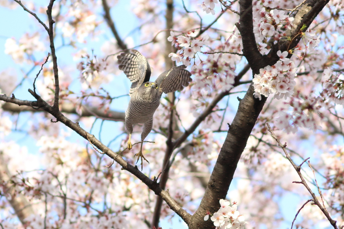 ツミ　桜の中の飛出し　_f0369315_17340355.jpg