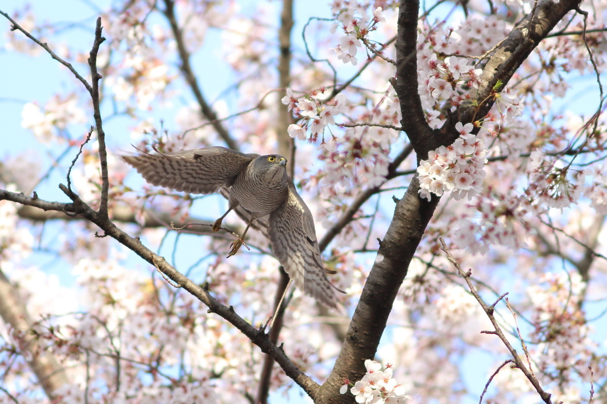ツミ　桜の中の飛出し　_f0369315_17340367.jpg