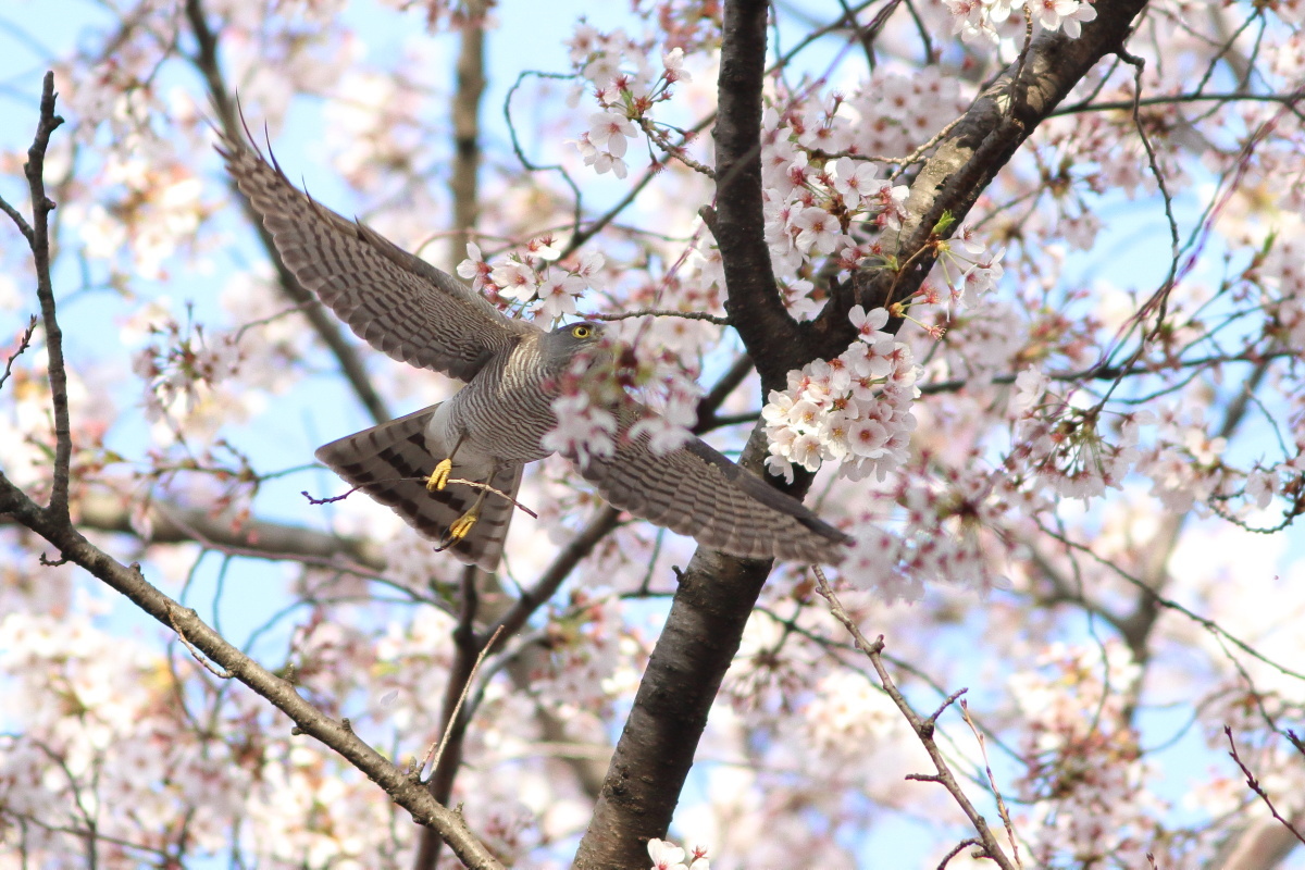 ツミ　桜の中の飛出し　_f0369315_17340374.jpg