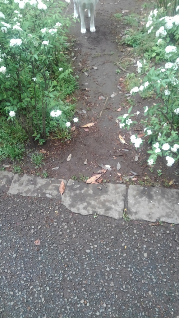 ユニーク白い 花 高円寺 最高の花の画像